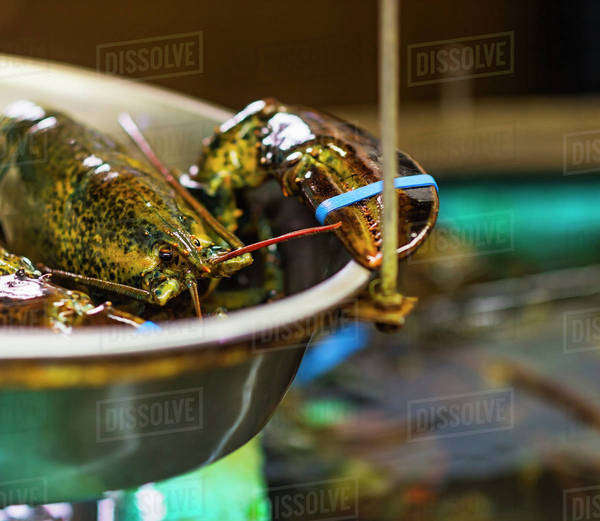 Close up of scale with lobster Stock Photo Dissolve