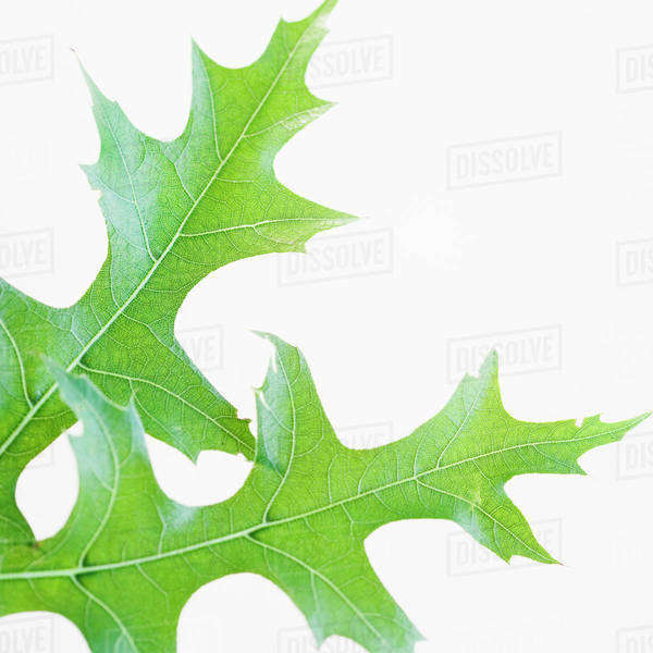Close up of leaves Stock Photo Dissolve