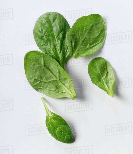 Five young spinach leaves Stock Photo Dissolve