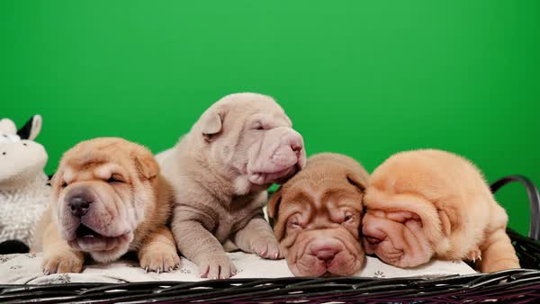 shar pei newborn