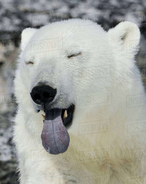 Polar Bear (Ursus maritimus) head portrait with blue tongue out