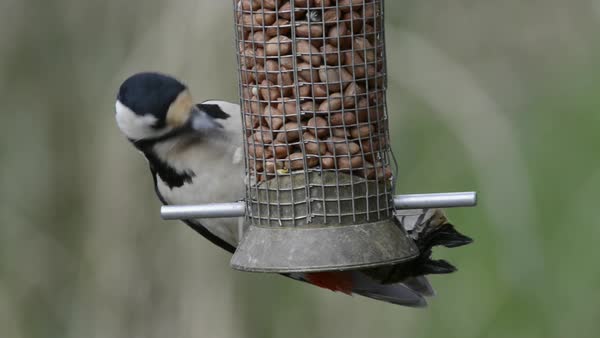 Great Spotted Woodpecker Dendrocopus Major Feeding From A Bird