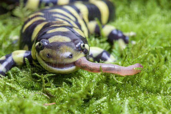 Barred tiger salamander (Ambystoma tigrinum mavortium)eating earth worm
