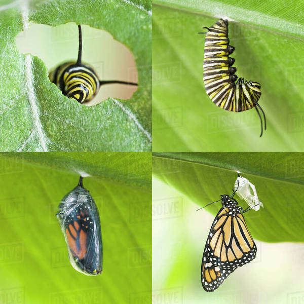 Four images of caterpillar growing into cocoon and butterfly Stock