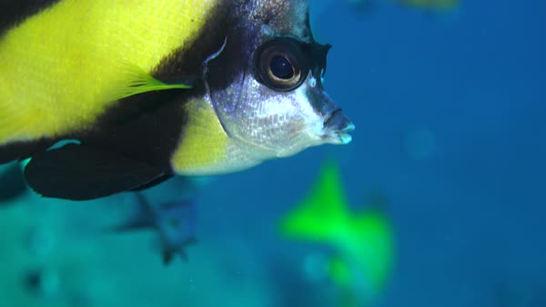 Colorful Tropical Fish Red Sea Bannerfish Heniochus Intermedius