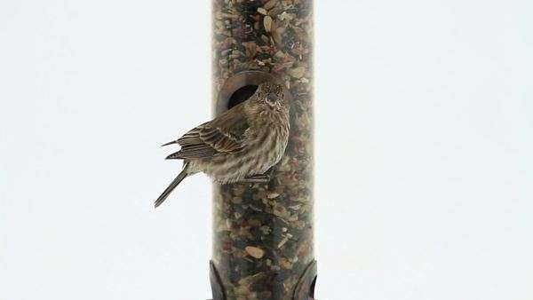 House Sparrow Eating And Feeding On A Bird Feeder White