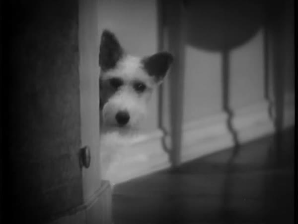 Curious Wirehaired Terrier Peeking Around Wall 1930s Stock