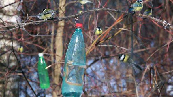Bird Feeder Made Of Plastic Bottles Hang On Branch In Winter And
