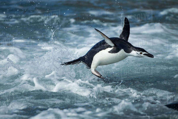Antarctica, South Shetland Islands, Chinstrap Penguin (Pygoscelis
