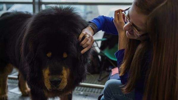 Woman Caressing Tibetan Mastiff Dog Attractive Woman Great With