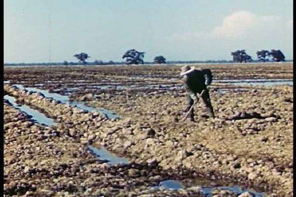 Irrigation Systems Are Elished In California S Central Valley The 1940s Stock Footage Irrigation Systems Are Elished In California S Central Valley The 1940s Stock Footage