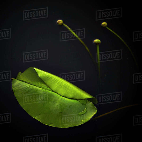 Leaf on water Stock Photo Dissolve