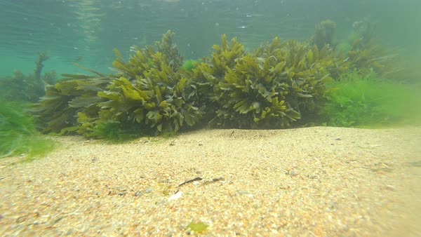 Underwater Sea Life At The Bottom Of The Atlantic Ocean Of The