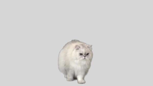 Persian Chinchilla Cat On White Background Stock Video Footage