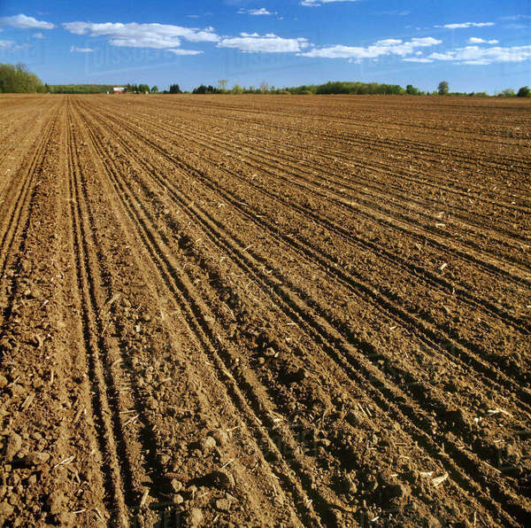 Agriculture A large conventionally tilled field freshly planted with