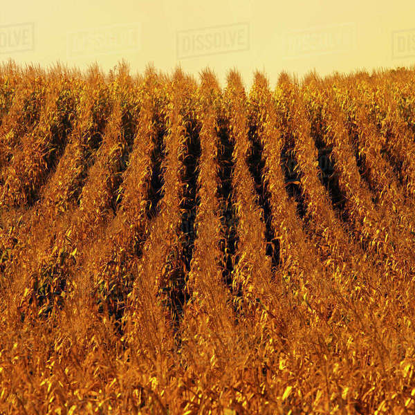 Agriculture Sloping field of mature, harvest ready grain corn