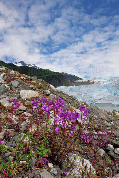 Dwarf Fireweed Blooms With Mendenhall Glacier In The Background ...