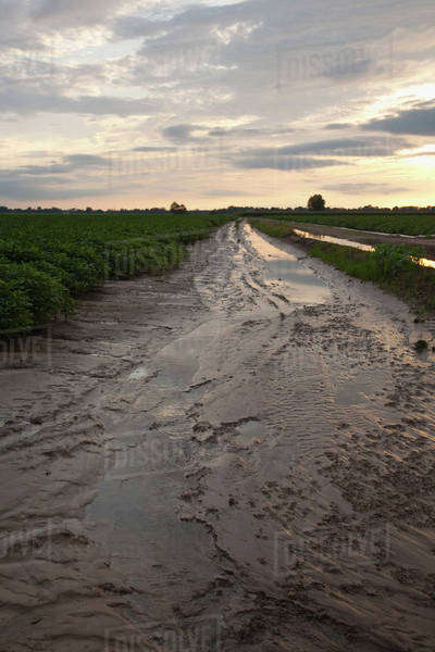 Agriculture Sunset Light Is Reflected In The Runoff And Soil Erosion From A Cotton Field In A 