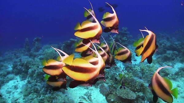 Tropical Banner Fish On Vibrant Coral Reef Underwater Scene