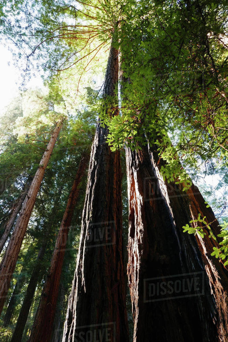 Usa California Muir Woods National Park Tall Trees In Forest Stock Photo Dissolve