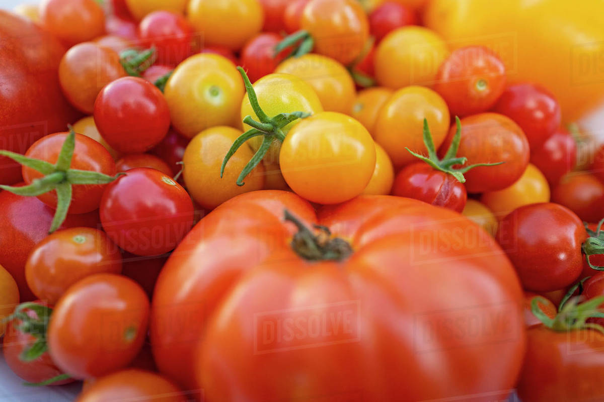 Red and yellow cherry tomatoes Stock Photo Dissolve