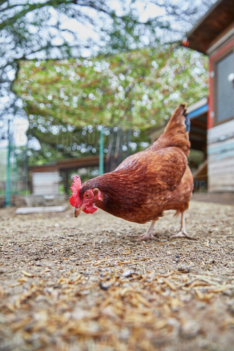 Pecking chicken in farm Stock Photo Dissolve