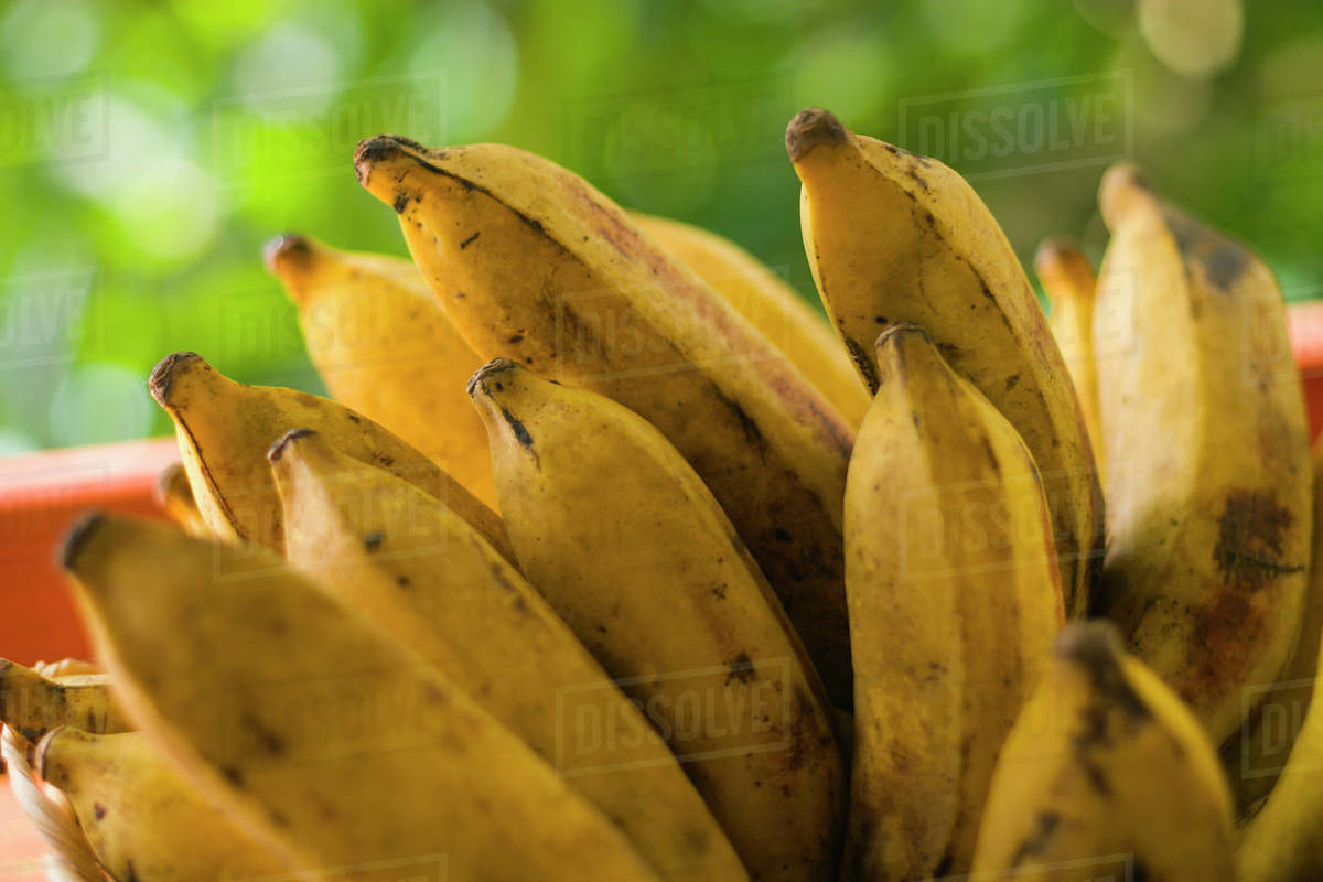 Bunch of plantains, closeup Stock Photo Dissolve