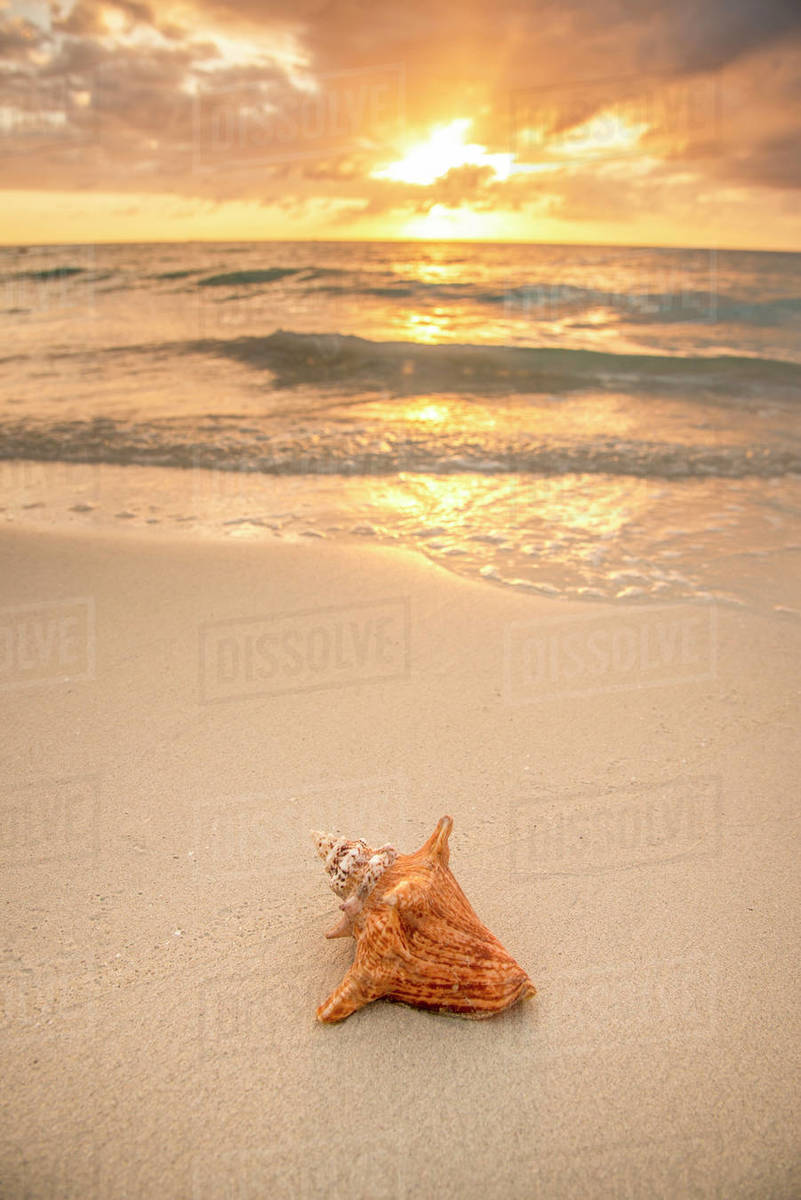 Jamaica, Conch shell on beach at sunset Stock Photo Dissolve