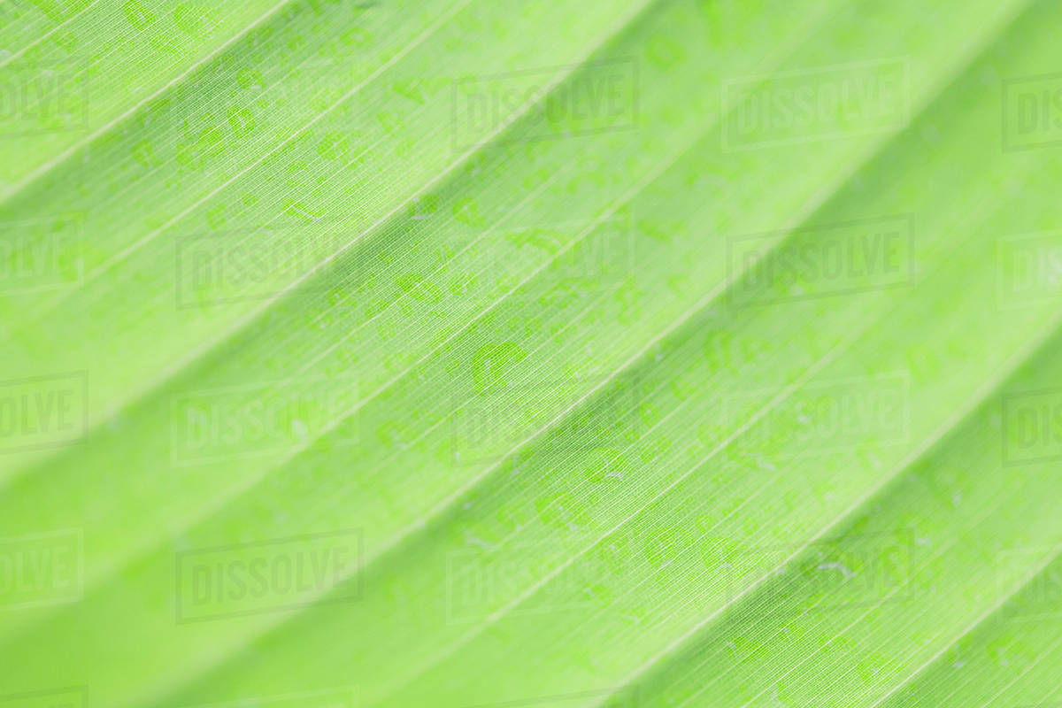 Closeup of leaf's surface Stock Photo Dissolve