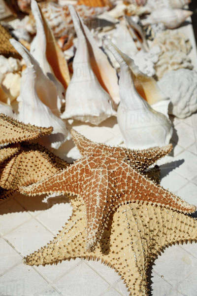 Starfish and sea shells on display - Royalty-free Stock Photo | Dissolve