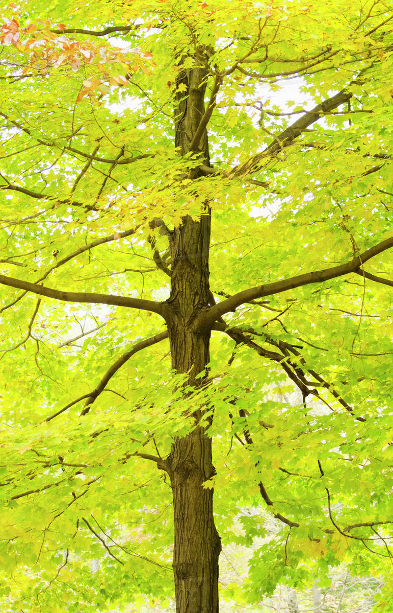 Sugar Maple tree in autumn Stock Photo Dissolve