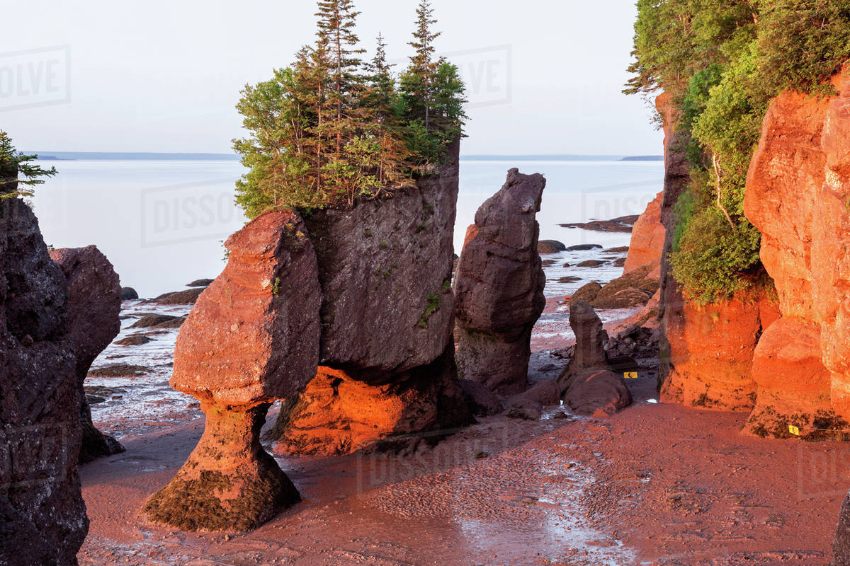 Hopewell Rocks with trees on top at sunrise - Royalty-free Stock Photo ...