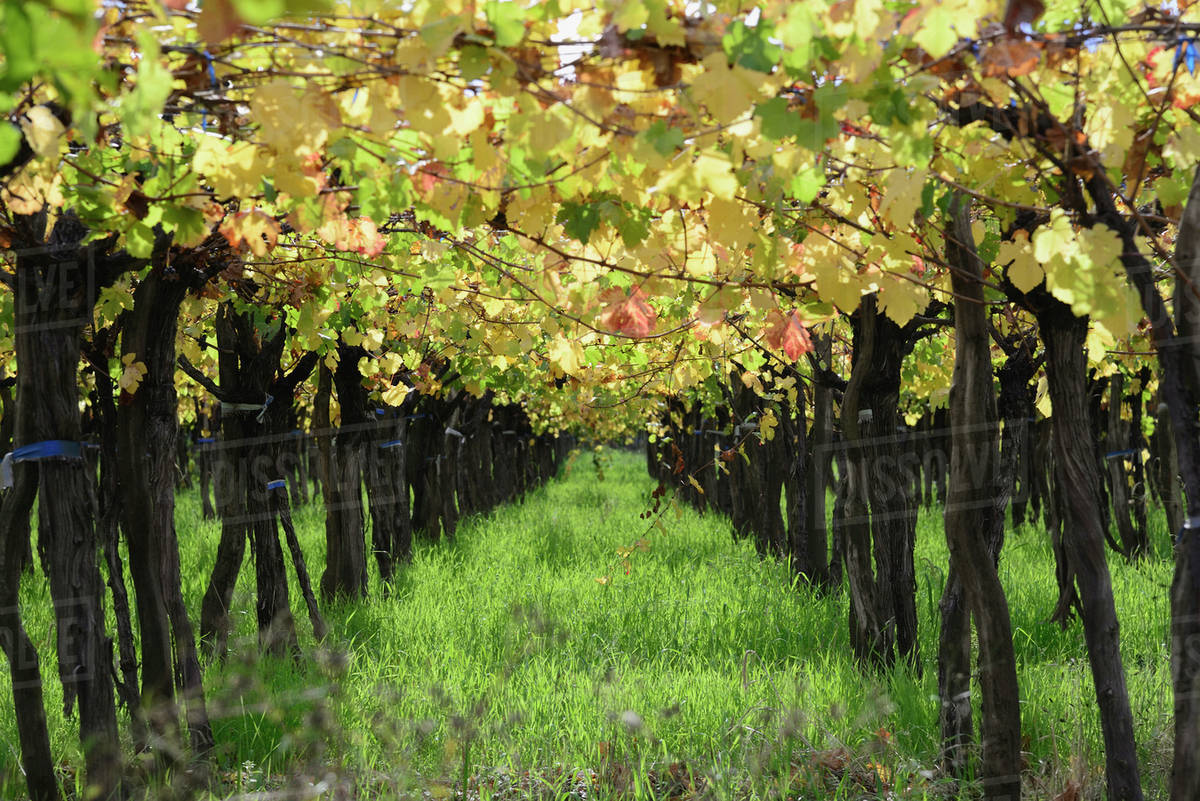 Row of grape in vineyard - Royalty-free Stock Photo | Dissolve