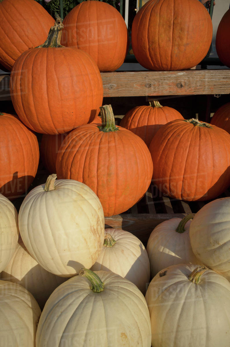 Orange and yellow pumpkin on display - Stock Photo - Dissolve