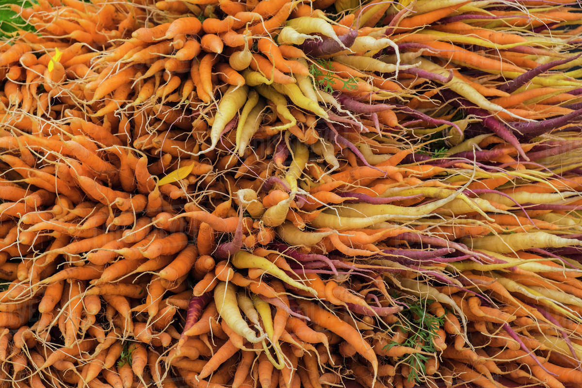 Large Bunch Of Orange Yellow And Purple Carrots Stock Photo Large Bunch Of Orange Yellow And Purple Carrots Stock Photo