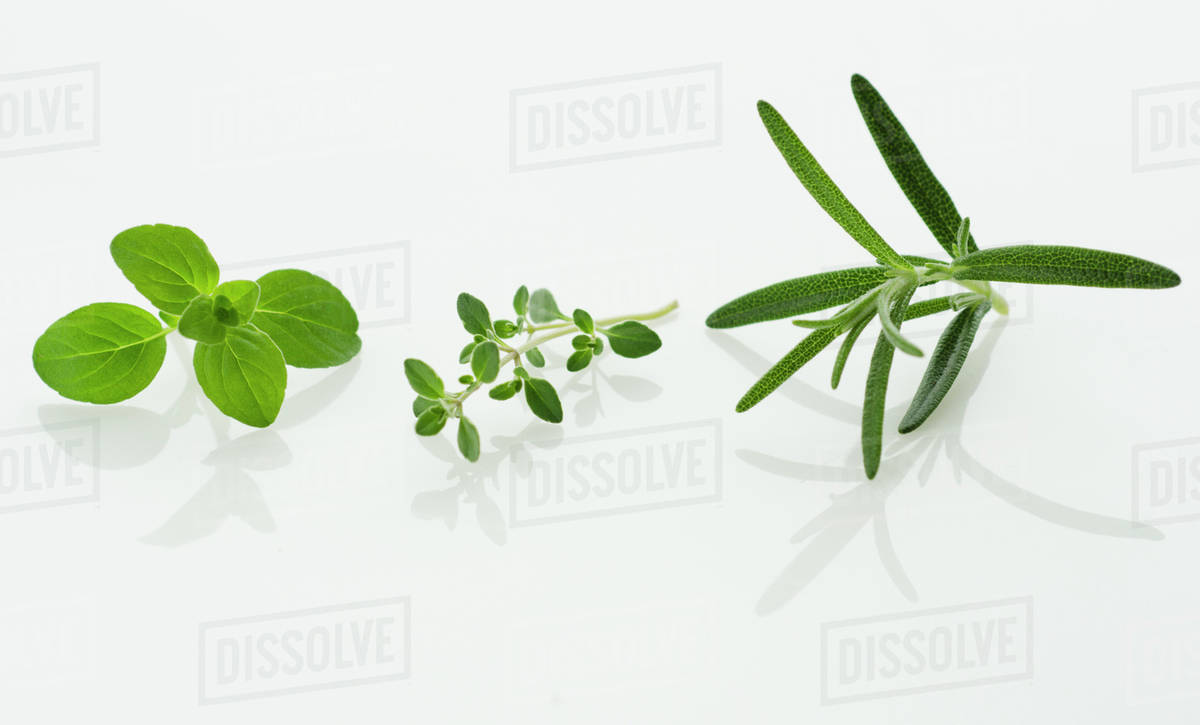 Studio shot of herb seedlings Stock Photo Dissolve