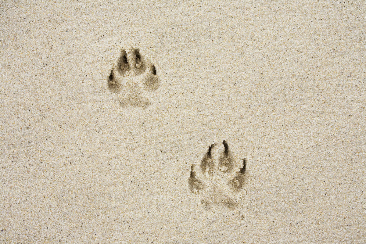 Dog's track on sand Stock Photo Dissolve