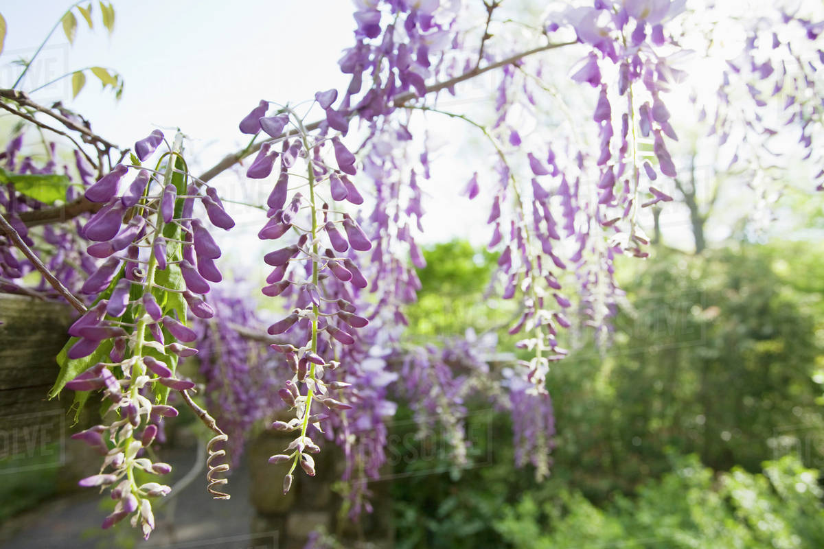 Wisteria in bloom Stock Photo Dissolve