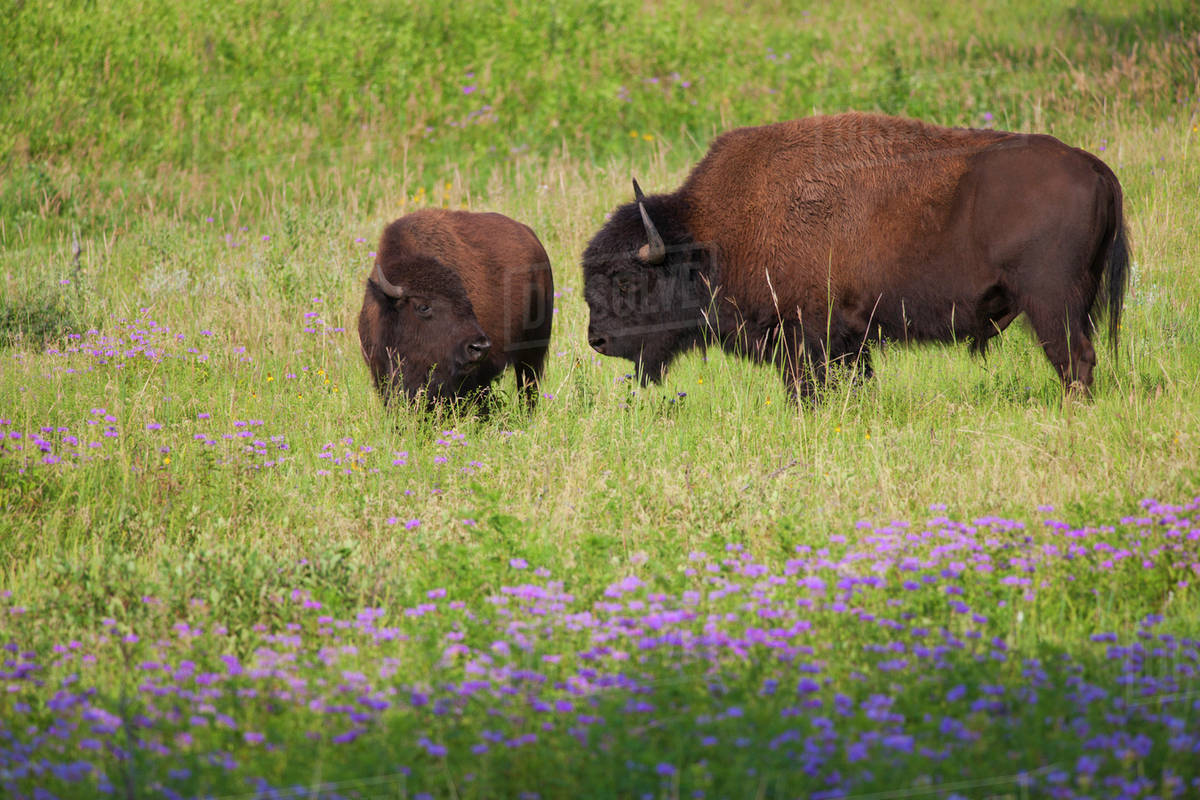 USA, South Dakota, American bison (Bison bison) with calf in Custer