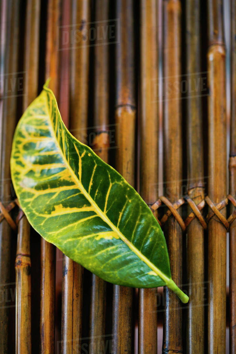 Plant leaf Stock Photo Dissolve