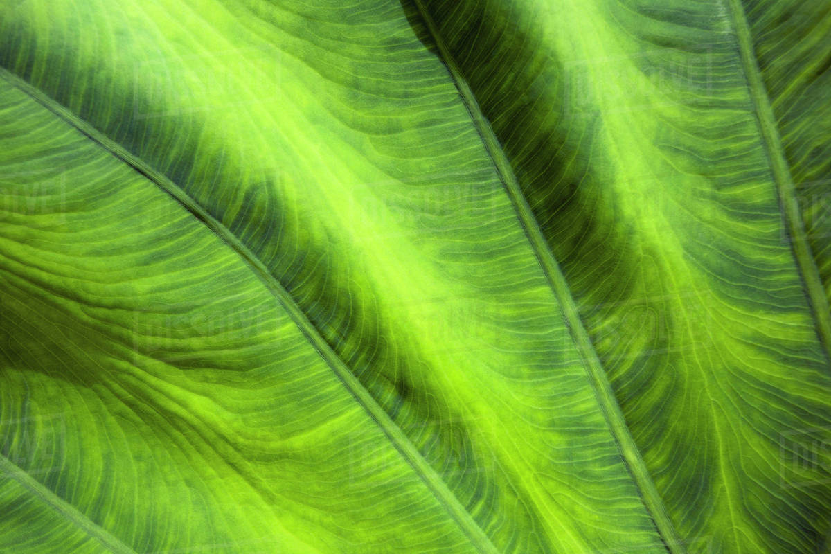 Closeup of leaf Stock Photo Dissolve
