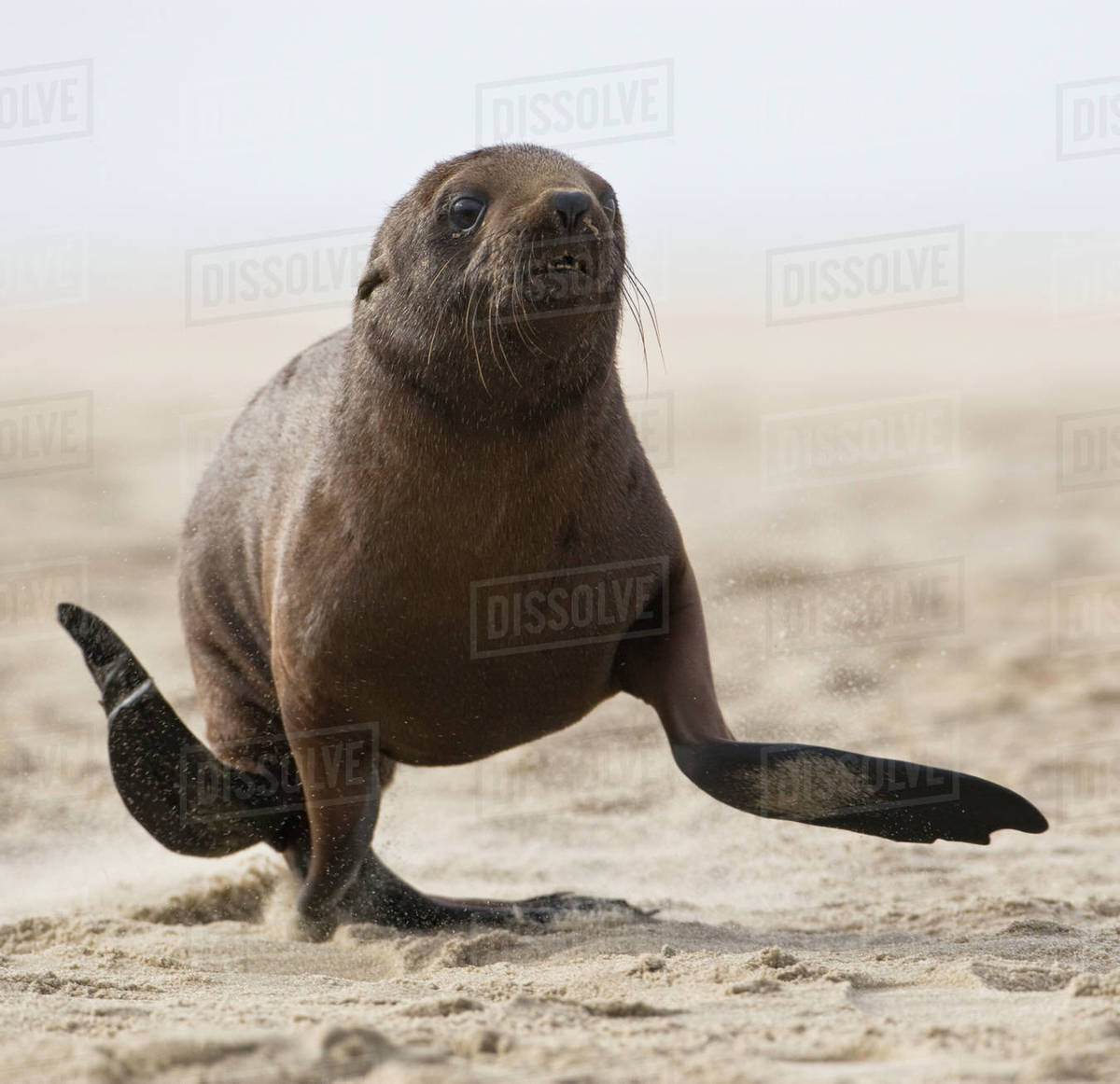 Seal running on beach Stock Photo Dissolve