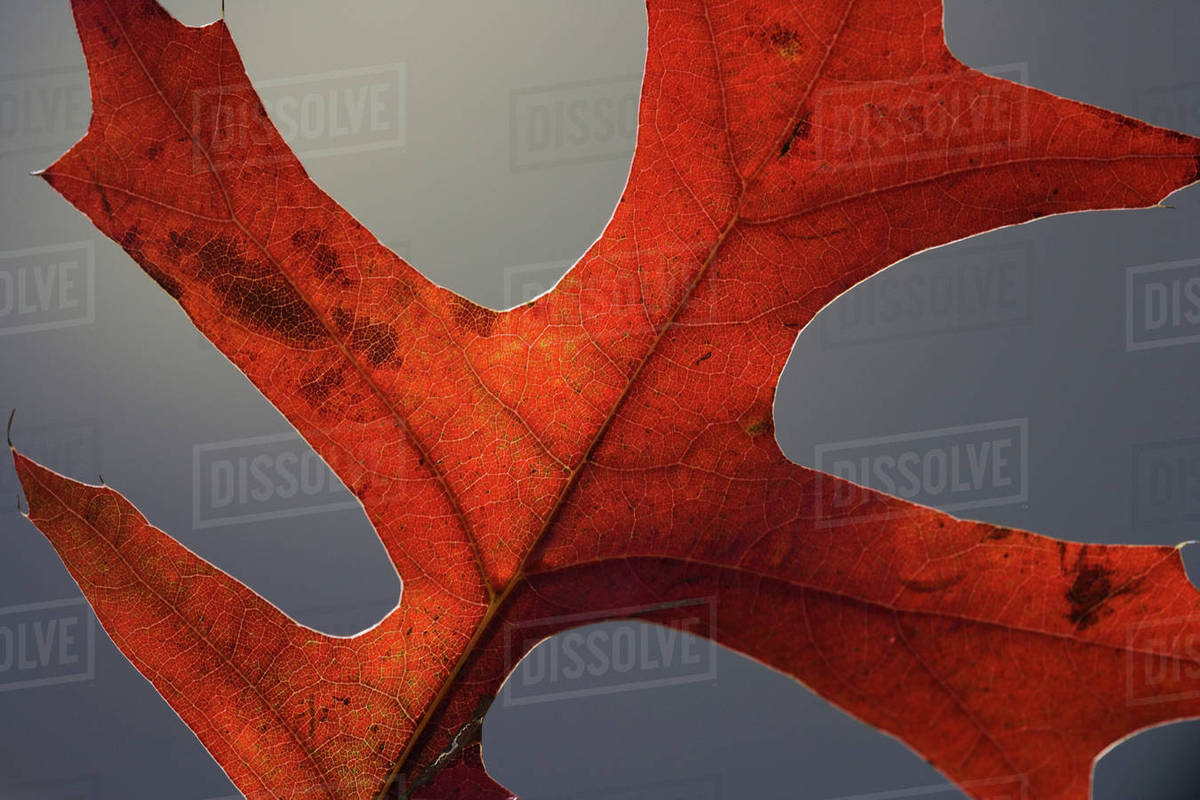 Close up of autumn leaf Stock Photo Dissolve