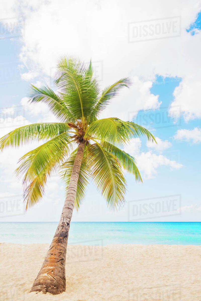 Dominican Republic, Palm tree growing in sandy beach Stock Photo Dissolve