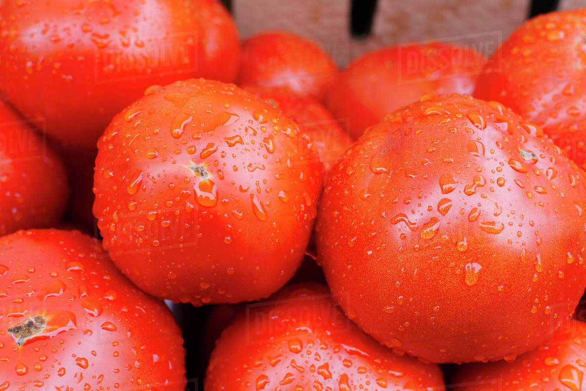 Closeup of raw tomatoes Stock Photo Dissolve