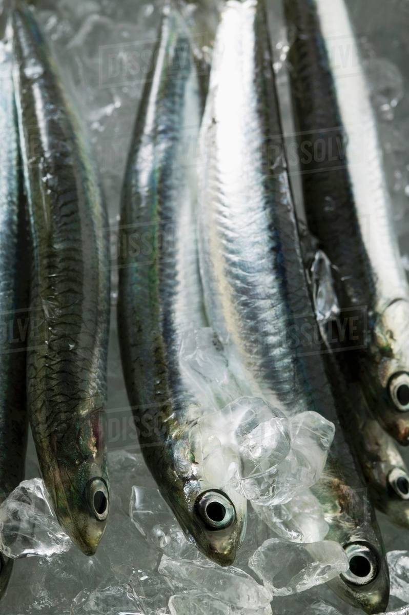 Several fresh anchovies on ice Stock Photo Dissolve