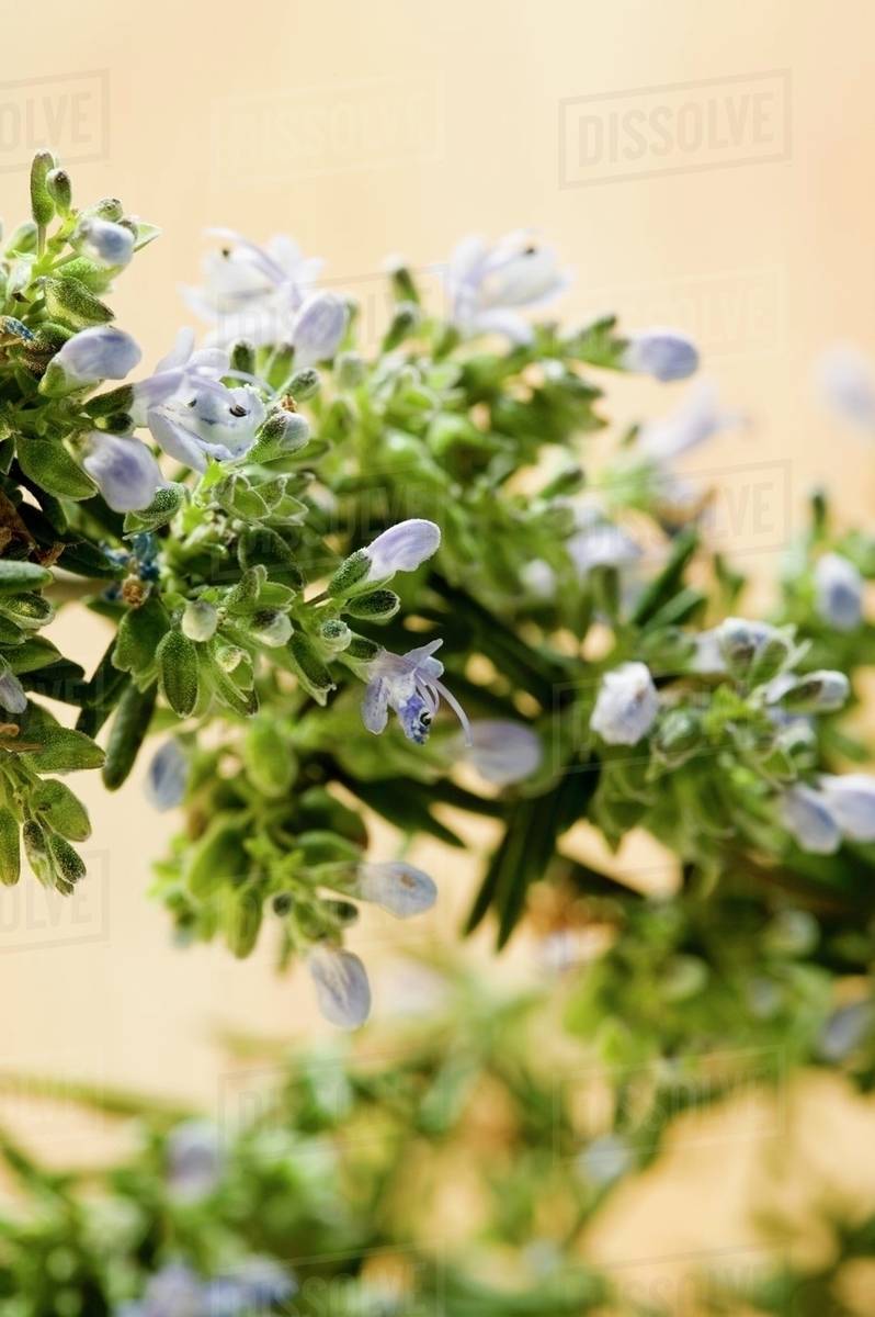 Rosemary with flowers Stock Photo Dissolve