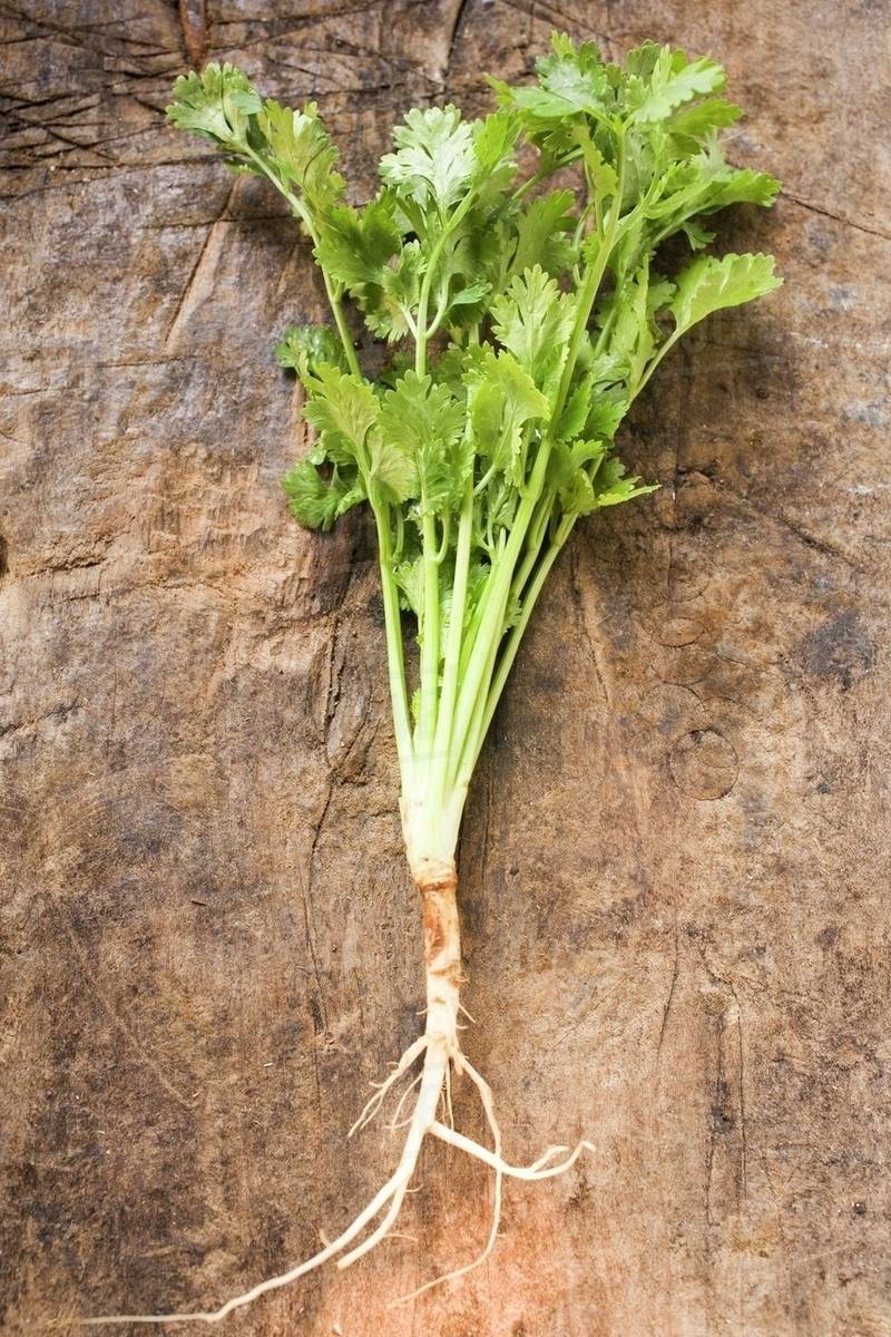 Coriander with roots Stock Photo Dissolve