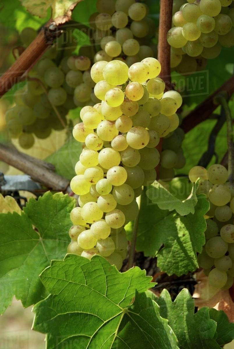 Pinot blanc grapes on the vine Stock Photo Dissolve
