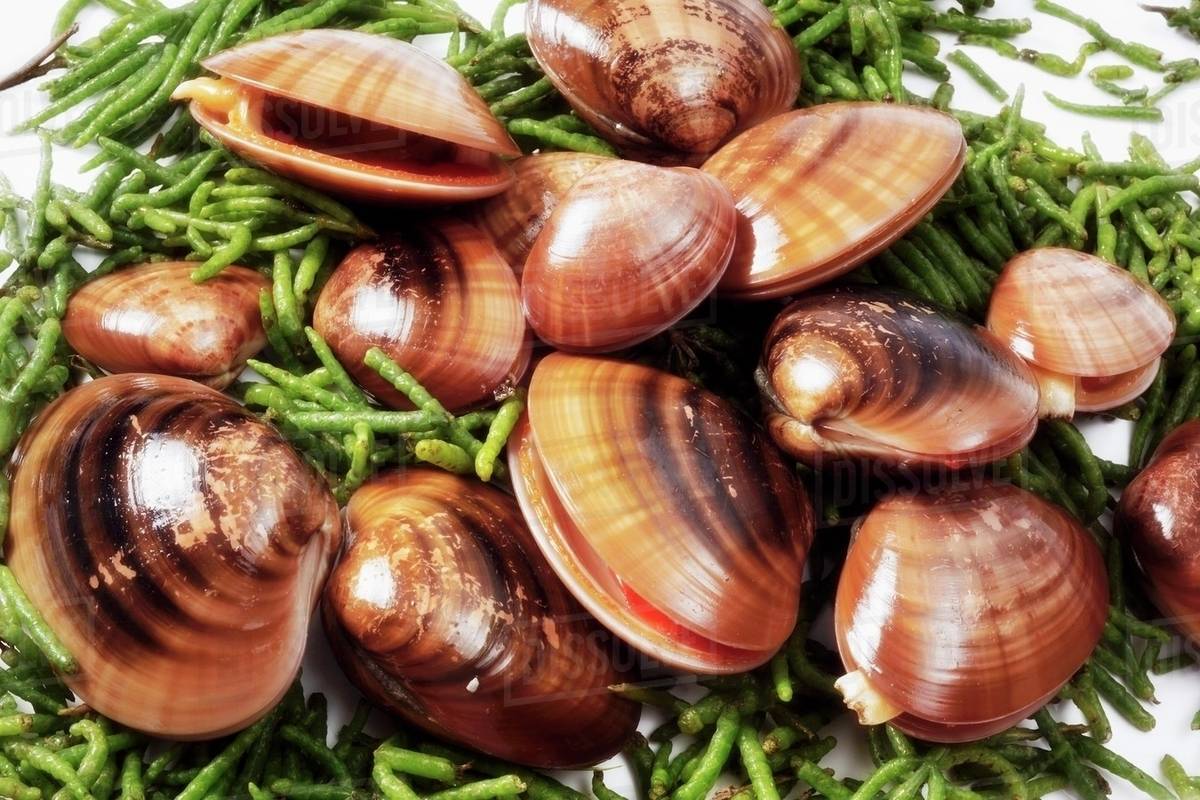 Clams on seaweed Stock Photo Dissolve